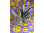 Adopt Arvin and Earvin a Grey/Silver Other/Unknown / Mixed (short coat) rabbit