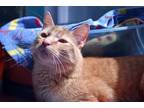 Adopt Buffalo a Orange or Red Tabby Domestic Shorthair (short coat) cat in House