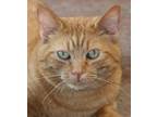Adopt Roosevelt a Orange or Red Tabby Domestic Shorthair (short coat) cat in