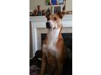 Adopt Maxx a Tan/Yellow/Fawn - with White Basenji / Hound (Unknown Type) dog in