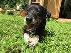 Adopt Max a Black - with White Labrador Retriever / Blue Heeler / Mixed dog in