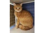 Adopt Alvin - FOSTER a Orange or Red Tabby Domestic Shorthair (short coat) cat