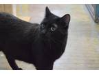 Adopt Gustav a All Black Domestic Shorthair (short coat) cat in House Springs
