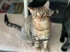 Adopt Toonces a Brown Tabby Domestic Shorthair (short coat) cat in Topeka