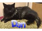 Adopt Dan a Black (Mostly) Domestic Longhair (long coat) cat in Toledo