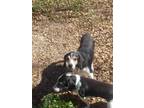 Adopt Jacob a Black - with Tan, Yellow or Fawn Beagle / Mixed dog in Lavon