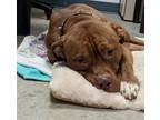 Adopt CHEROKEE a Red/Golden/Orange/Chestnut Pit Bull Terrier / Mixed dog in