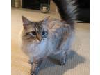 Adopt Marley a Cream or Ivory (Mostly) Domestic Mediumhair cat in Prairie