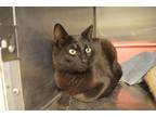 Adopt Notch a All Black Domestic Shorthair (short coat) cat in House Springs