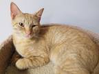 Adopt Fenton a Orange or Red Tabby Domestic Shorthair (short coat) cat in