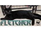 Adopt Fletcher a All Black Domestic Shorthair (short coat) cat in Toledo