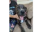 Adopt Lola a Gray/Silver/Salt & Pepper - with White American Staffordshire