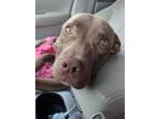 Adopt Andy a Brown/Chocolate American Staffordshire Terrier / Pit Bull Terrier /