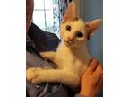Adopt Levi a White (Mostly) Domestic Shorthair (short coat) cat in Clarkson