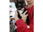 Adopt Sassy a Black & White or Tuxedo Domestic Shorthair (short coat) cat in