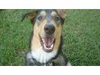 Adopt Oliver a Tricolor (Tan/Brown & Black & White) Collie / Pharaoh Hound /