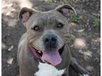Adopt Billie a Gray/Silver/Salt & Pepper - with White American Staffordshire