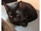 Adopt Luna a All Black Bombay (short coat) cat in Mission Viejo, CA (26100045)