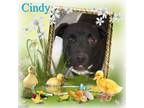 Adopt Cindy a Black Labrador Retriever / Mixed dog in Crowley, LA (18057635)