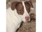 Adopt Oliver a Brown/Chocolate - with White Pointer / Mixed dog in Savannah