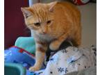 Adopt Frack a Orange or Red Domestic Shorthair (short coat) cat in House