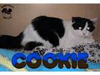 Adopt Cookie - FOSTER a Black & White or Tuxedo Domestic Longhair (long coat)