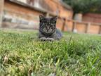 Adopt Kitty a Tiger Striped American Shorthair / Mixed (short coat) cat in