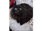Adopt Foxy a Black (Mostly) Domestic Longhair (long coat) cat in Bethpage