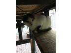 Adopt Patches a White (Mostly) Domestic Shorthair (short coat) cat in