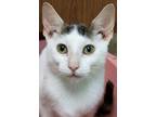 Adopt Dodger a White (Mostly) Domestic Shorthair (short coat) cat in Montclair