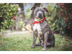 Adopt Puppy a Gray/Silver/Salt & Pepper - with White Pit Bull Terrier / Mixed