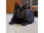 Adopt Piper a Black (Mostly) Domestic Shorthair (short coat) cat in