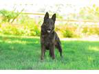 Adopt ophelia a Black - with Gray or Silver German Shepherd Dog / Mixed dog in