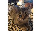Adopt Peanut a Spotted Tabby/Leopard Spotted Domestic Shorthair (short coat) cat