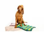 Adopt Remington a Red/Golden/Orange/Chestnut Bloodhound / Mixed dog in Acton