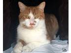 Adopt Cash a Orange or Red (Mostly) Domestic Shorthair (short coat) cat in