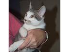 Adopt Terry a Gray, Blue or Silver Tabby Domestic Shorthair (short coat) cat in