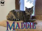 Adopt Maddie a Tortoiseshell Domestic Shorthair (short coat) cat in Toledo