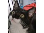 Adopt Bandita a Black & White or Tuxedo Domestic Shorthair (short coat) cat in