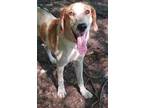 Adopt Jenna a White - with Red, Golden, Orange or Chestnut English Setter /