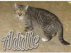 Adopt Addie a Brown Tabby Domestic Shorthair (short coat) cat in Toledo