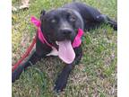 Adopt Abbie - Super sweet baby girl a Black - with White American Staffordshire
