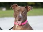 Adopt Sasha a Brown/Chocolate - with White American Pit Bull Terrier / Mixed dog