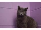 Adopt Cherry Coke a Gray or Blue Domestic Shorthair (short coat) cat in House
