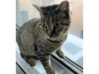 Adopt STRIPEY - LOVE SEEKING BOY! a Brown Tabby Domestic Shorthair (short coat)