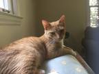Adopt Bob a Orange or Red Tabby Domestic Shorthair (short coat) cat in
