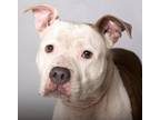 Adopt Carmen a White - with Tan, Yellow or Fawn Pit Bull Terrier / American