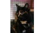Adopt Xena a Tortoiseshell Domestic Shorthair / Mixed (short coat) cat in
