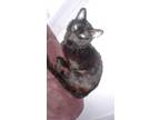Adopt Jinx a Black (Mostly) Domestic Mediumhair / Mixed (medium coat) cat in