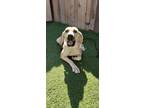 Adopt Babe Mastiff a Tan/Yellow/Fawn - with White Fila Brasileiro / Mixed dog in